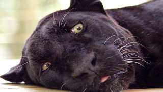 О сути хайпов и решении возникающих проблем